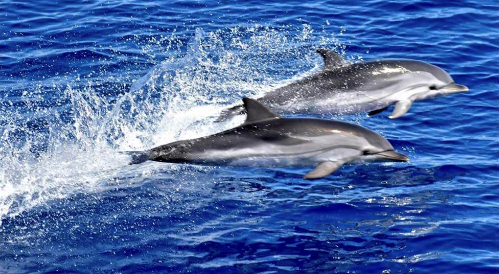 Mar ligure Santuario dei cetacei