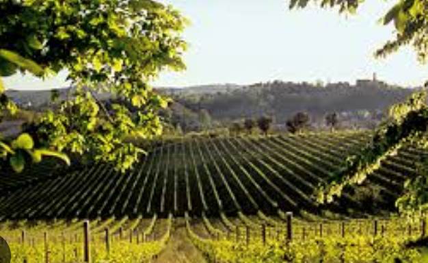 V1902 Cantina 75he 1/3 vitati a Prosecco  TV